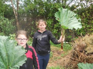 rhubarb crumble 03